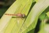 257296 – Photo : Cochet Alain – France (40)